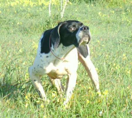 GENEALOGIA BREK DEL FRANGIO